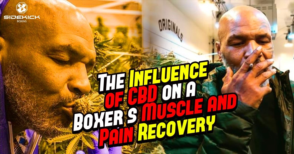 The Influence of CBD on a Boxer's Muscle and Pain Recovery